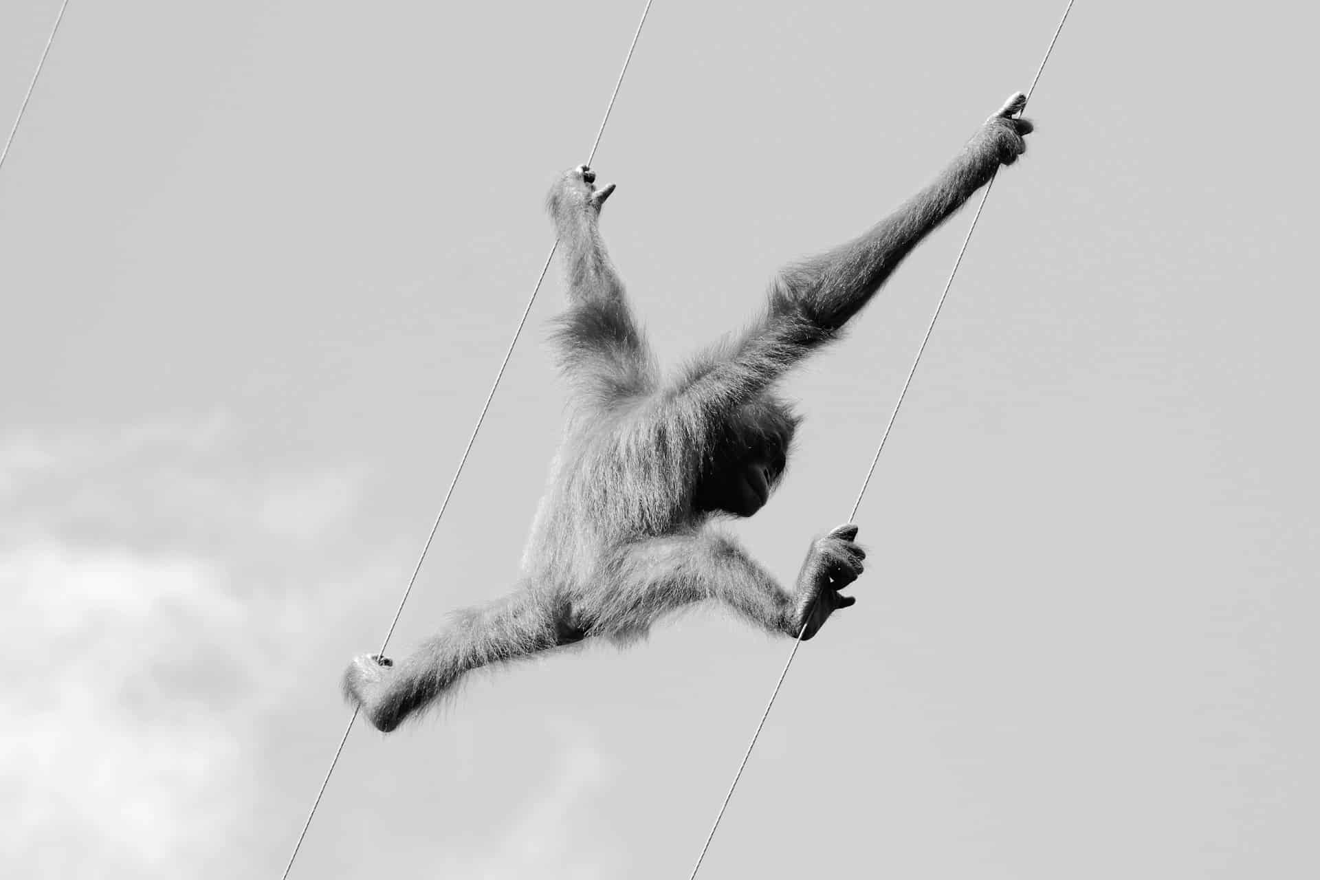 Flying Monkeys After Narcissistic Abuse: How to Stop Them