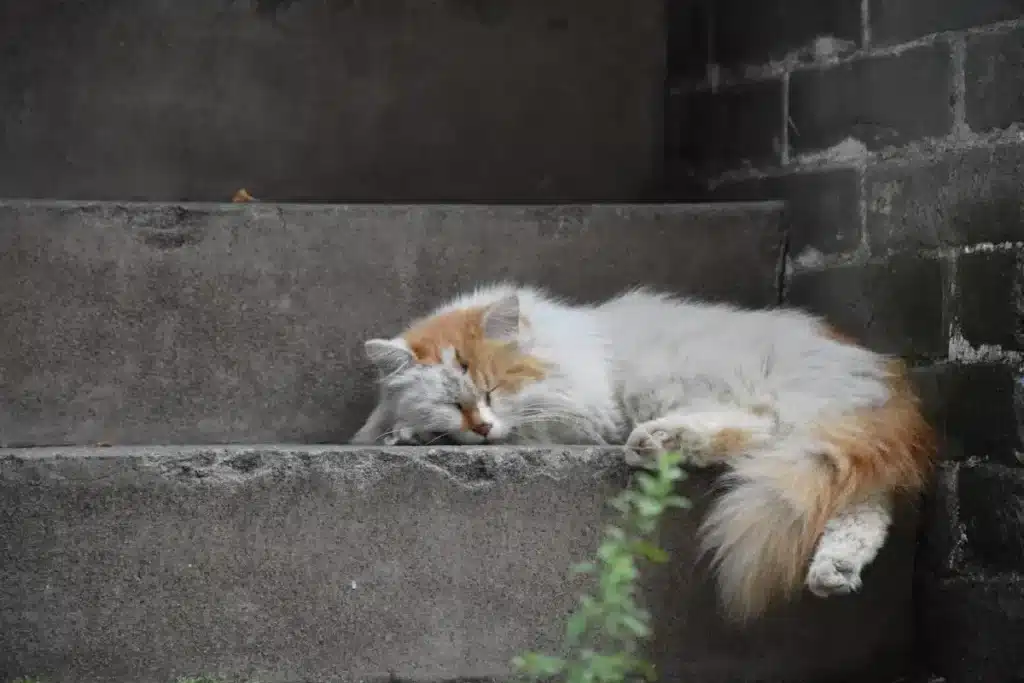 person sleeping peacefully