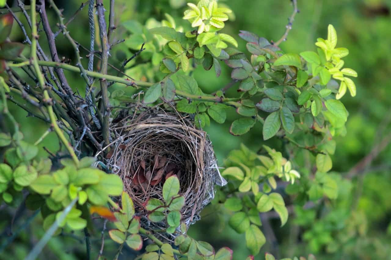 Empty Nest Syndrome In Fathers The Struggle No One Sees Empty Nest Syndrome In Fathers The Struggle No One Sees